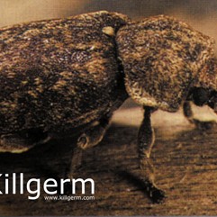 Martwy trojszyk ulec